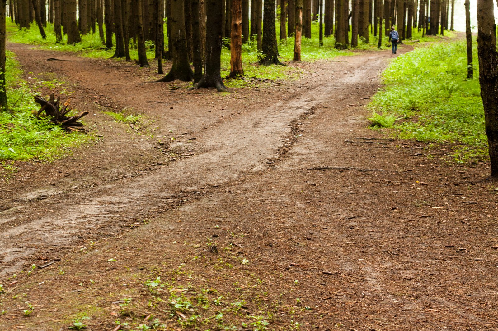 Sinais do universo em momentos de decisão representados por uma trilha que se divide em dois caminhos na floresta.